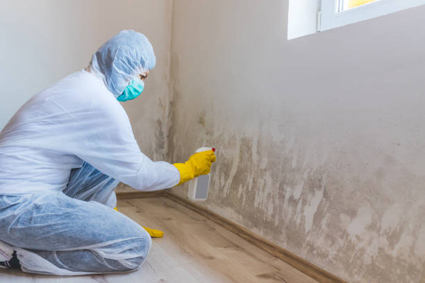 Licensed Mold Remediation service in Welcome, NC - 24 Hour Mold Removal