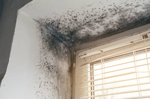 Affordable Mold Remediation solutions in Welcome, NC